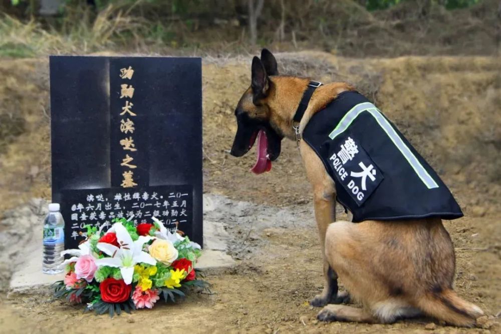 警犬"鹰空"埋葬起来时当民警把"滨哒"装进墓穴滨哒永远离开了完成了它