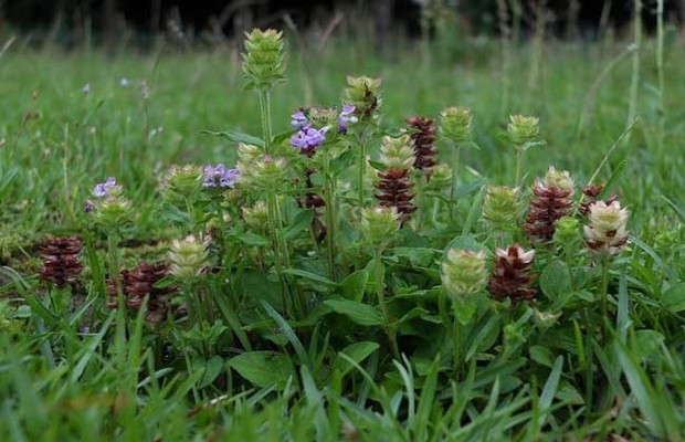 农村一种野草,到了夏天就枯萎,用来煮水好处多,还是夏天的凉茶料