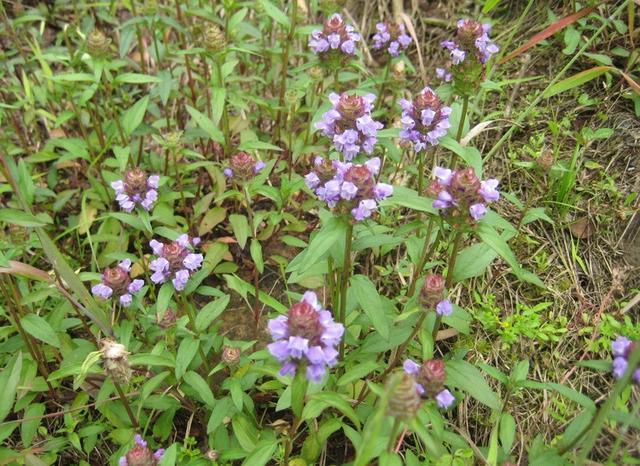 农村一种野草,到了夏天就枯萎,用来煮水好处多,还是夏天的凉茶料