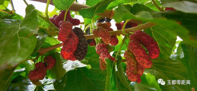 红紫相间的桑葚挂满枝头,散发着香甜诱人的气息(摄影:刘海雄 )红紫