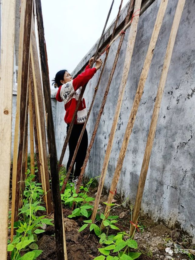 为豇豆搭攀援架