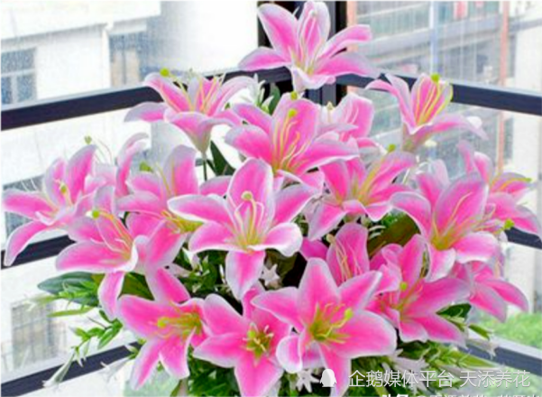 百合这样养护年年都开花 腾讯新闻