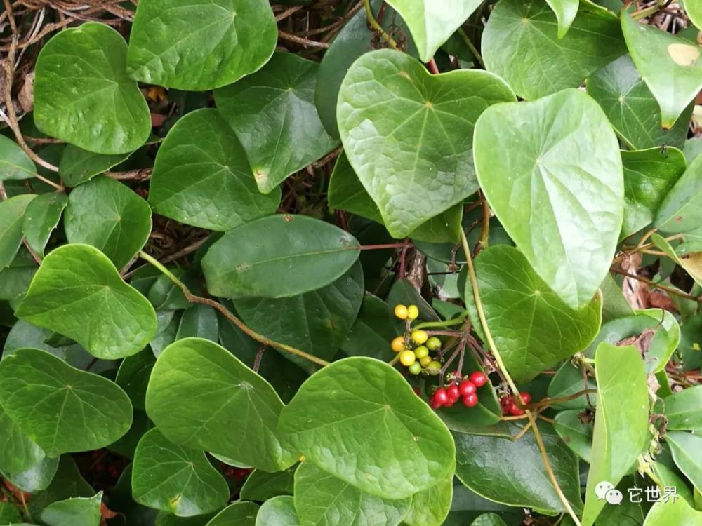 网红植物千金藤