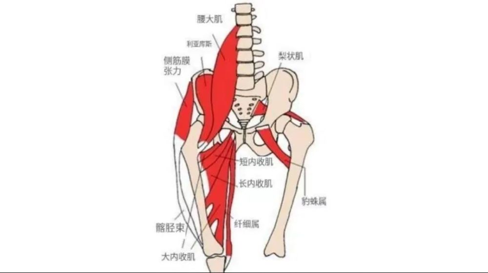 內收肌由 5 塊肌肉組成:大腿內側的解剖