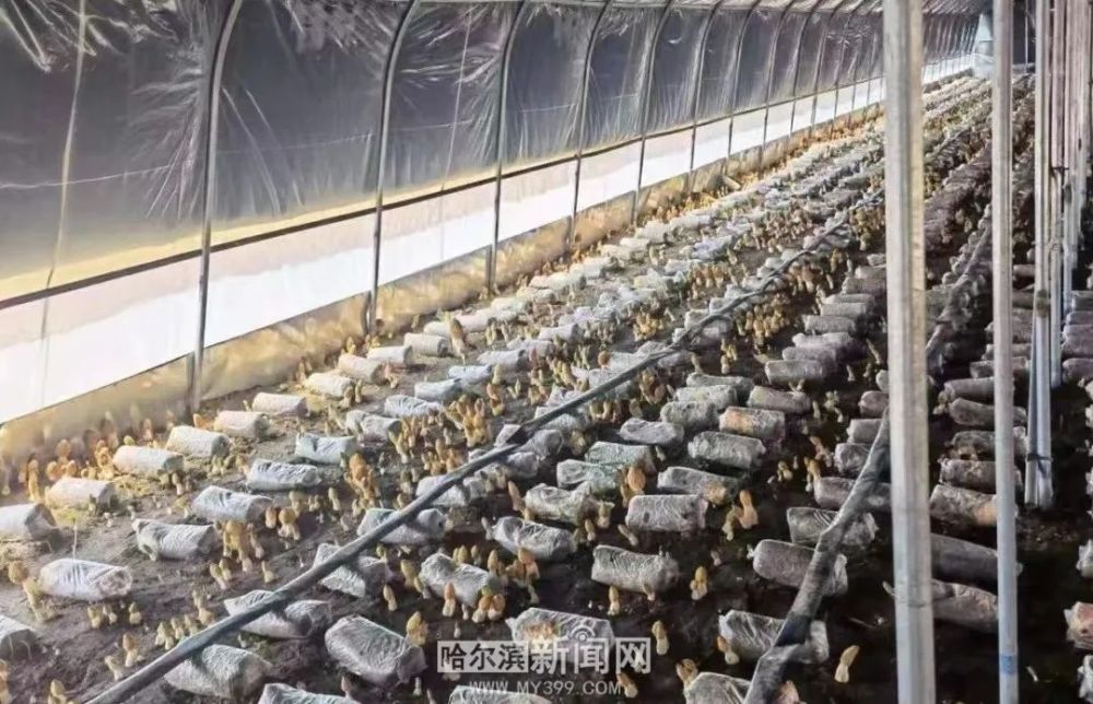 攻克北方人工栽培难题素中之荤羊肚菌实现亩产3000斤可采摘多茬到6月