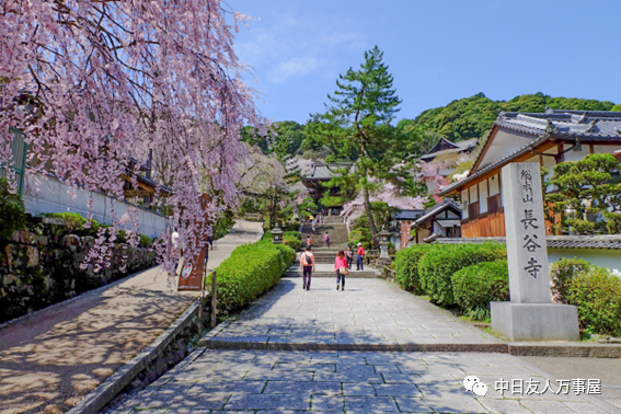 花之御寺—奈良长谷寺