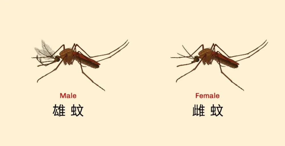 6年苦心研究终发表在nature杂志这种蚊子进化一万年只叮咬人