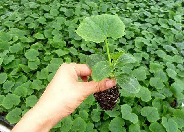 黃瓜秧苗定植時,要在天氣晴朗的上午或者下午,避開中午的時間段.