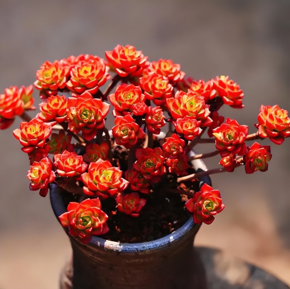 新手养多肉蒂亚,满足5个要点,叶子红彤彤长成小老桩,美呆了_腾讯新闻