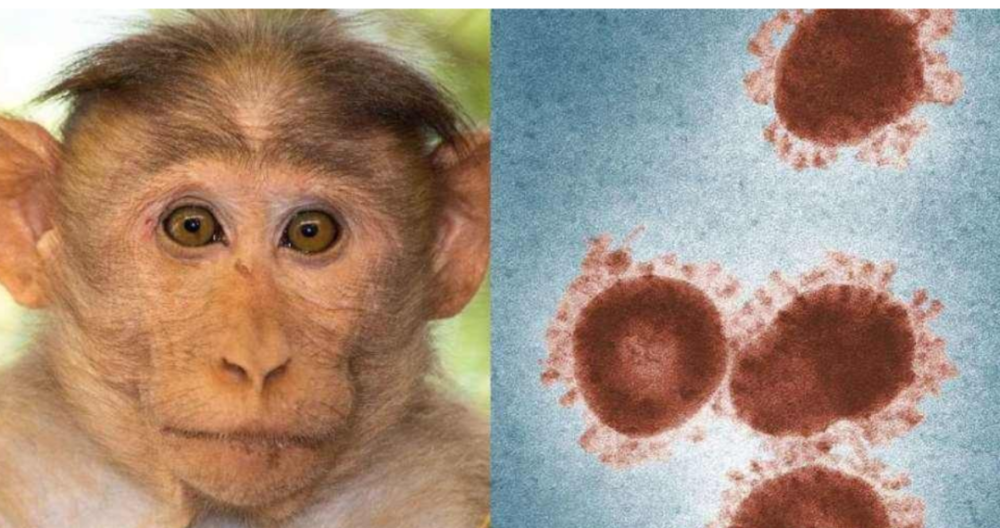 多国出现的猴痘病毒会成为下一场全球流行病吗