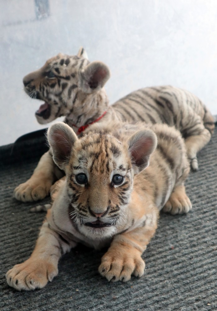 天山野生动物园新生萌宠报到