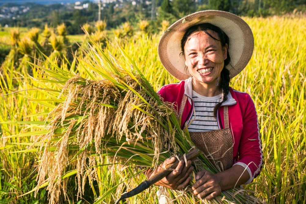 水稻釋放大量甲烷溫室效應是二氧化碳的28倍美國造謠居心何在