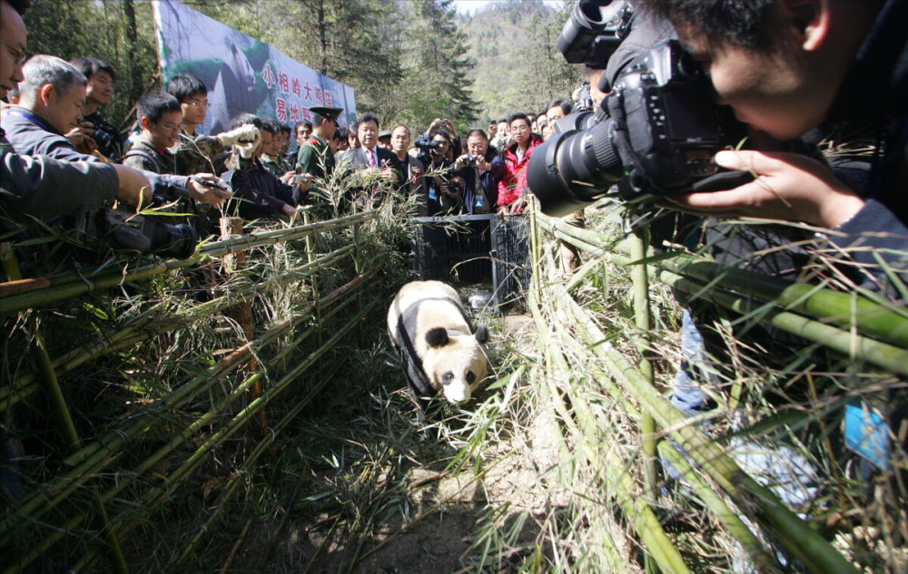 陝西秦嶺一大熊貓死亡,背部有啃咬痕跡,死因可能是什麼?_騰訊新聞