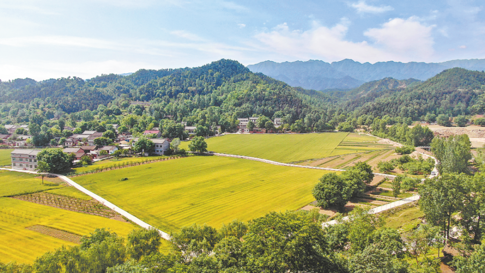 永坪村:小麦飘香 丰收在望