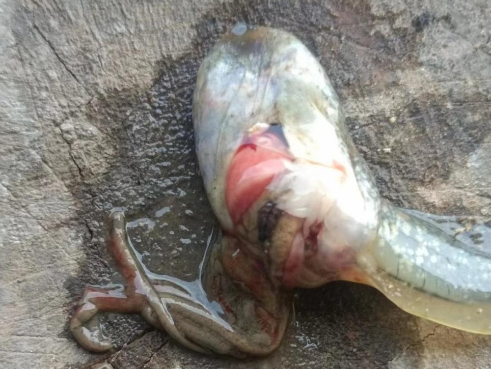 养殖牛蛙 如何防控大肚子腹水 腾讯新闻