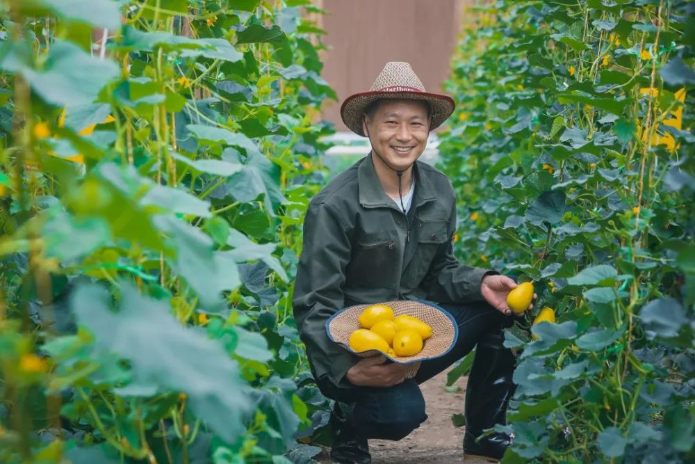 登步黄金瓜,种出好"钱"景!_腾讯新闻