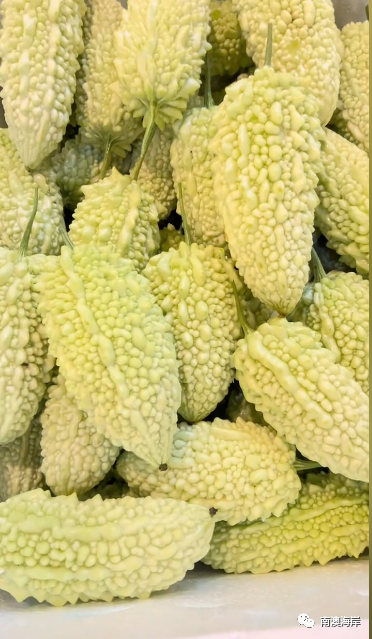 南澳岛白珠苦瓜当季!这口甘苦你喜欢吗?