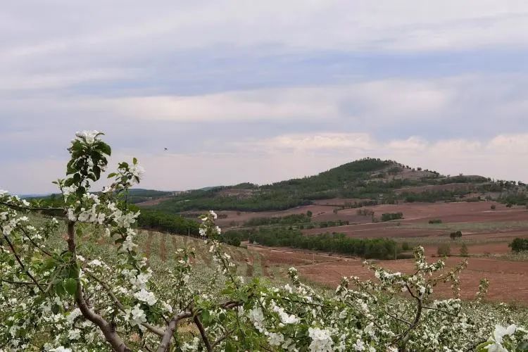 阿荣旗复兴镇天台岭村果药间作荒山生金