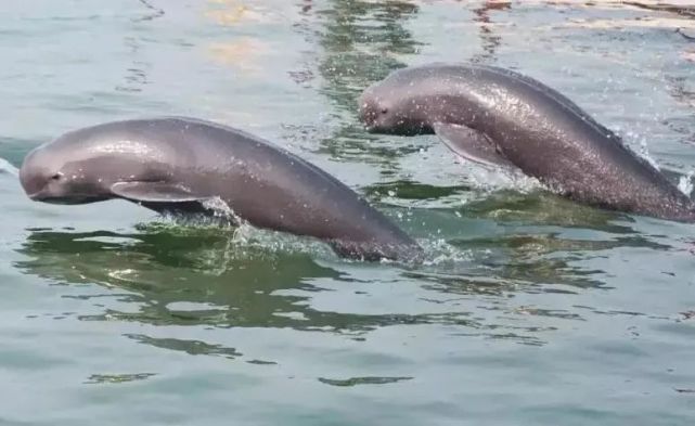 其中有3头腹部圆滚,鄱阳湖江豚数量增至700头