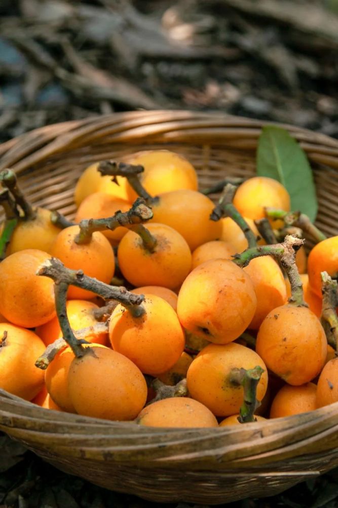 南方人有多爱枇杷