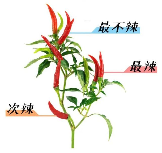 我们画了张"辣椒解剖图"