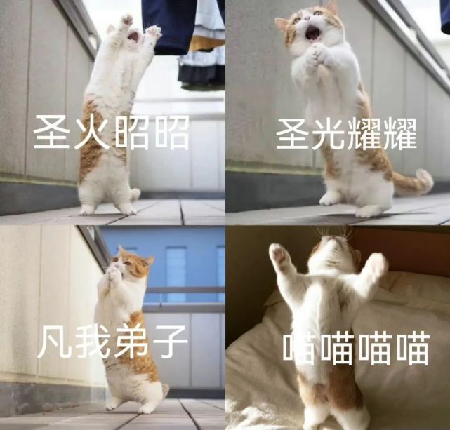 不会还有人没加入猫猫教吧?以下内容过于可爱