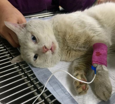 刚买回来几天的小猫生病了究竟治不治