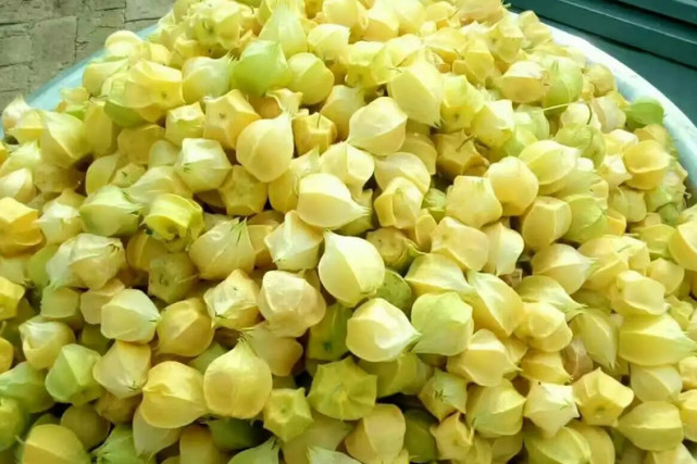 童年遍布田间的灯笼果如今成贵族水果40元一斤你们那有吗