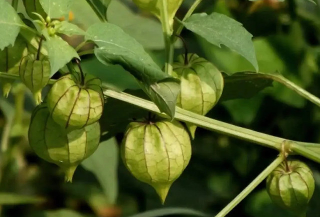 童年遍布田间的灯笼果,如今成贵族水果,40元一斤,你们那有吗?