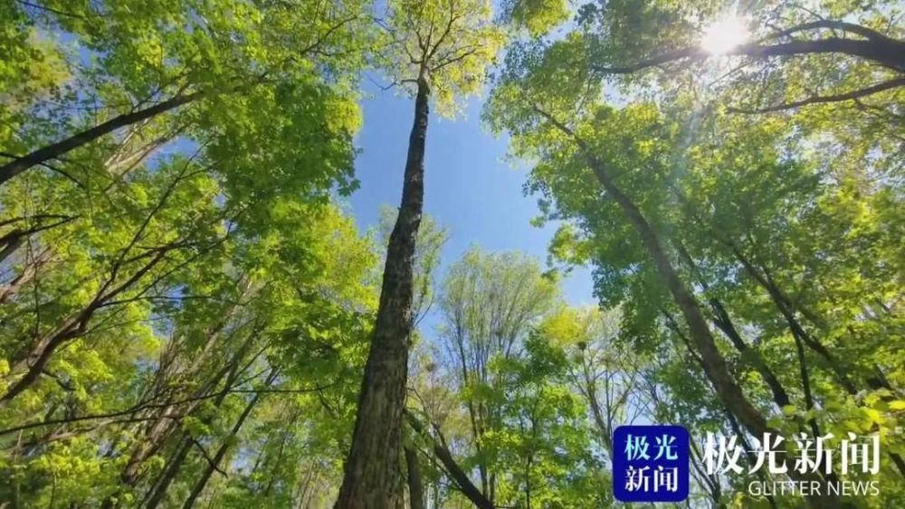 特點,摸著手軟不那麼堅硬,它的藥用價植非常高,全身都是寶,葉可以做茶