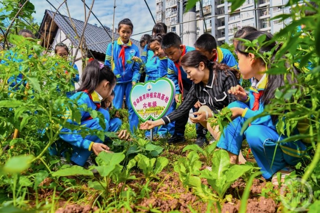 5月23日,重庆市綦江区九龙小学劳动教育种植实践基地,三年级的学生们