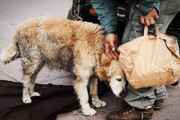狗狗常见的死因 你知道多少 腾讯新闻