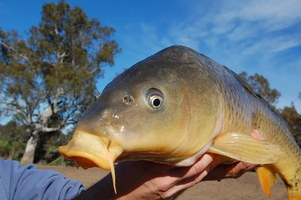 密西西比河是世界上最危險的河流之一,也是全球魚類種類最多的地方.