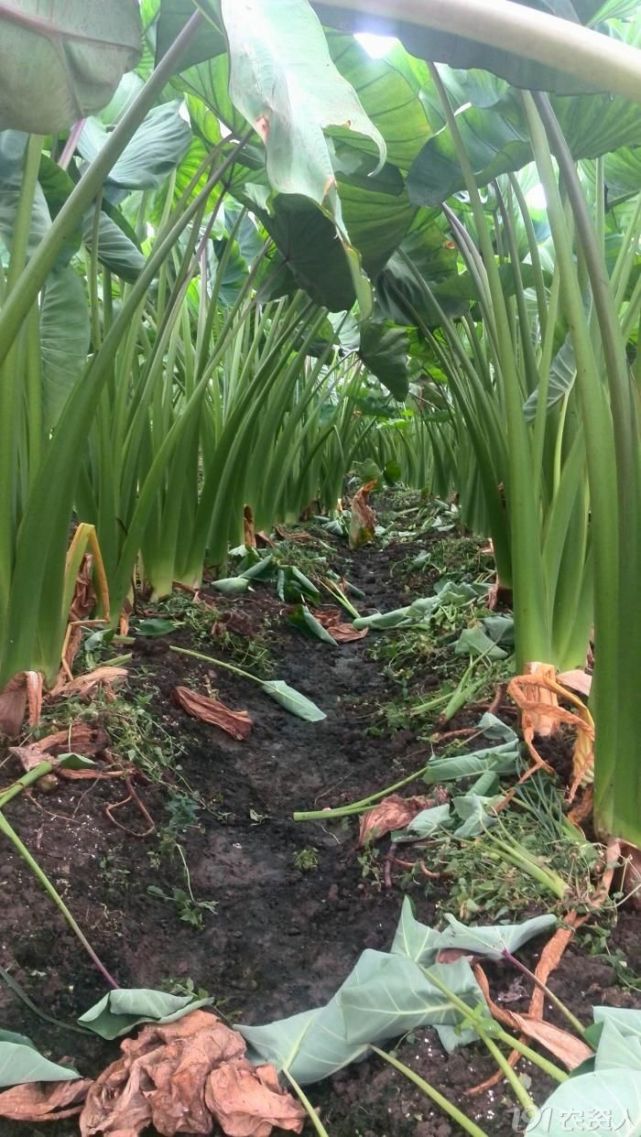 掌握这两点,芋头种植不再困难,高产不再遥远!