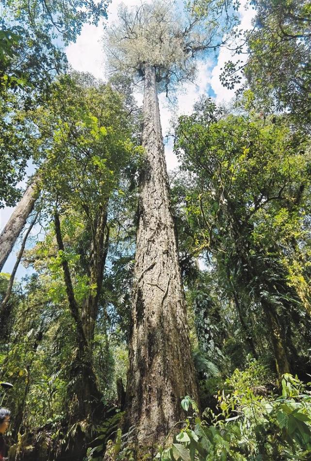 832米中国最高树王是棵云南黄果冷杉你想象中的大树是什么样