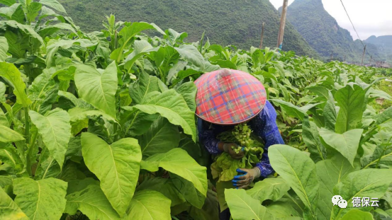 德保燕峒乡千亩烟叶陆续开烤