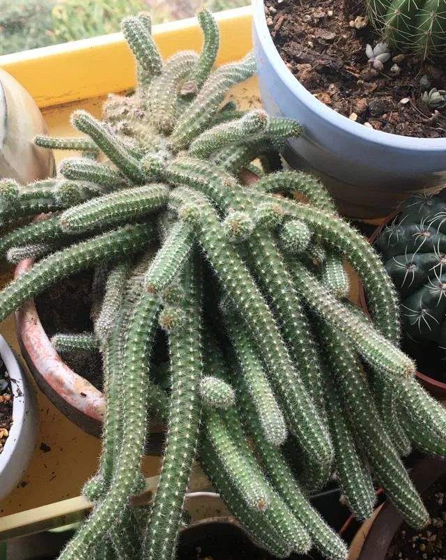 白檀仙人掌怎么养?做好3点,一小棵长到一满盆,开花漂亮红艳艳