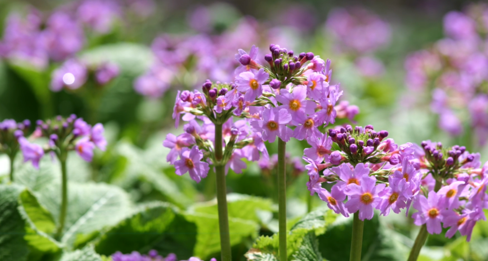 据了解,川东灯台报春为中国特有植物,根据花柱长短差异,该物种的花可