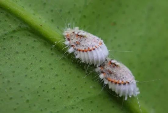 国门生物安全丨"蚧"个事情,与你相关