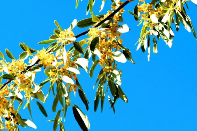 又到沙枣花香时