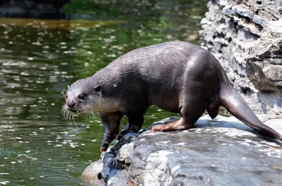 長春一公園湖水中拍到不明生物通體黑色速度極快是水猴子