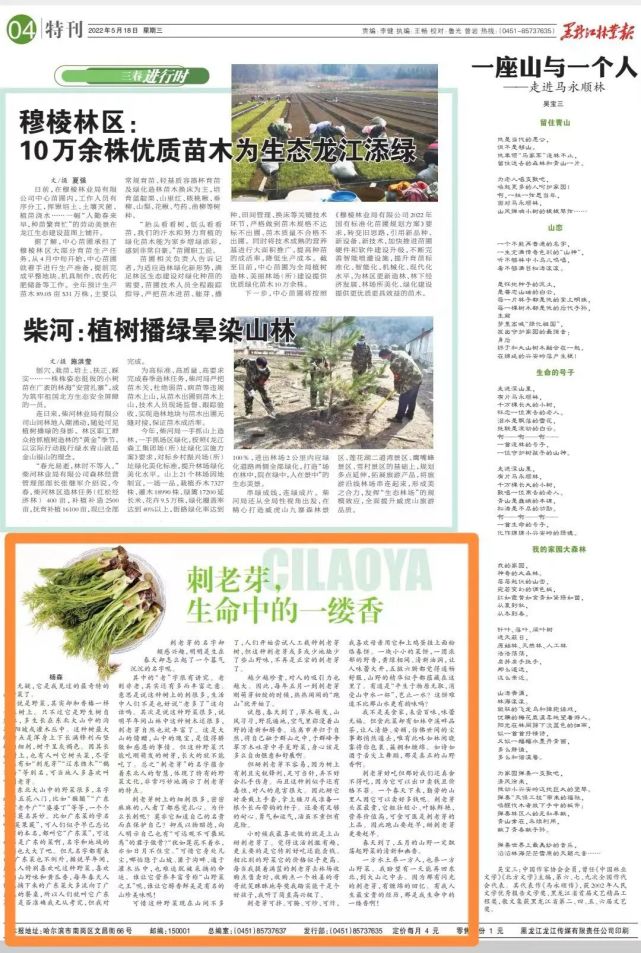 黑龙江林业报刺老芽生命中的一缕香