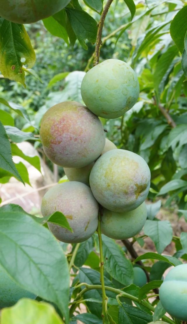 桂平这里的三华李熟了!酸甜脆爽,一口爆汁