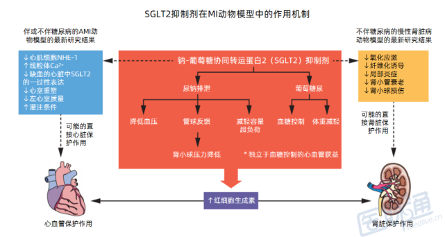 “急性肌梗早期”可以使用SGLT2抑制剂吗？JACC最新综述_腾讯新闻