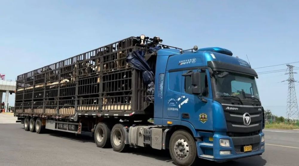 千头优质奶牛跋山涉水在伊犁安家落户_腾讯新闻