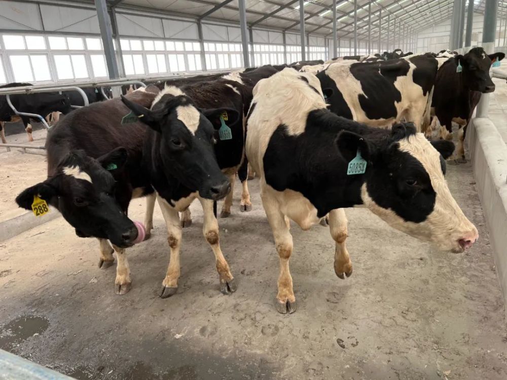 快来看看千头优质奶牛跋山涉水在伊犁安家落户