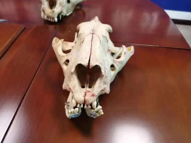 经鉴定,该虎头骨为哺乳纲,食肉目,猫科,虎的头骨组织;而虎被列入