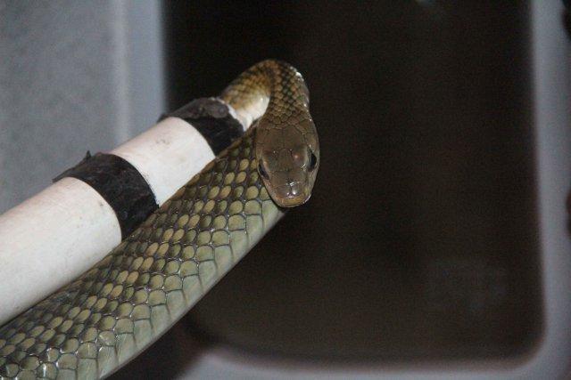 市民家中深夜现2米长蛇 一家10余人吓出冷汗