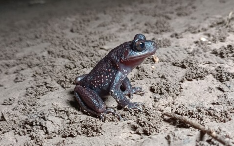 稀有!我市发现红点齿蟾/2人被查/3天10万余元"扫"没了/g241老木峪1#隧