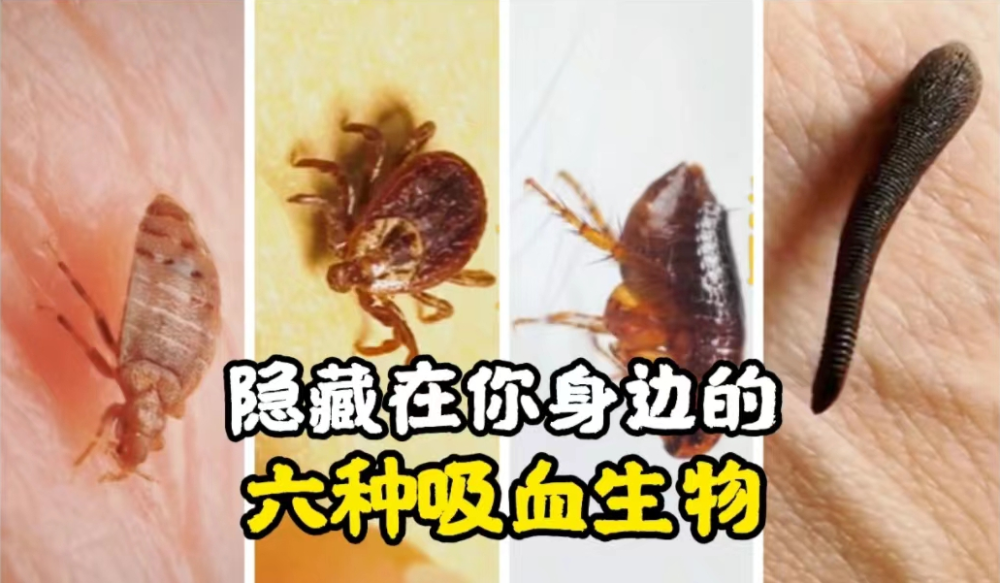 隱藏在你身邊的六大吸血生物,你都知道嗎?你被哪些叮咬過?_騰訊新聞